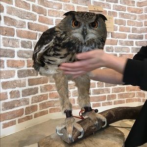 Meet your Posher, Bruce